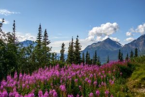 Angie-Cahill-Fireweed-and-Mountains-rotated.jpg