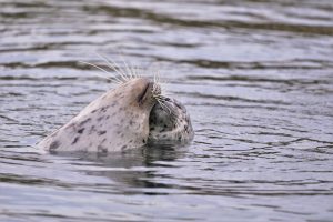 Donna-Hayden-Harbor-Seal-Mama-and-Pup-rotated.jpg